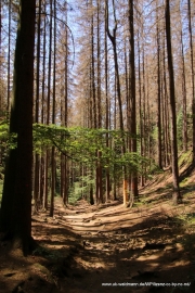 2020-07-14-Elbsandstein-046