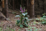 2020-07-15-Elbsandstein-018