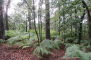2020-07-16-Elabsandstein-019