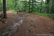 2020-07-16-Elabsandstein-031