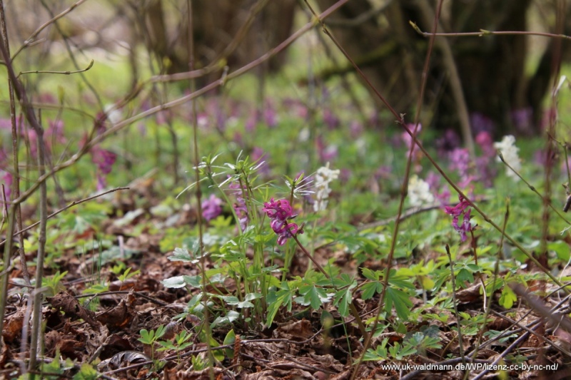 2021-04-22_Lillachtal_006