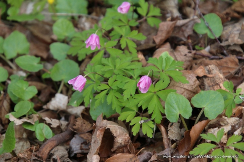 2021-04-22_Lillachtal_009
