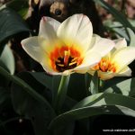 Greigii-Tulpen