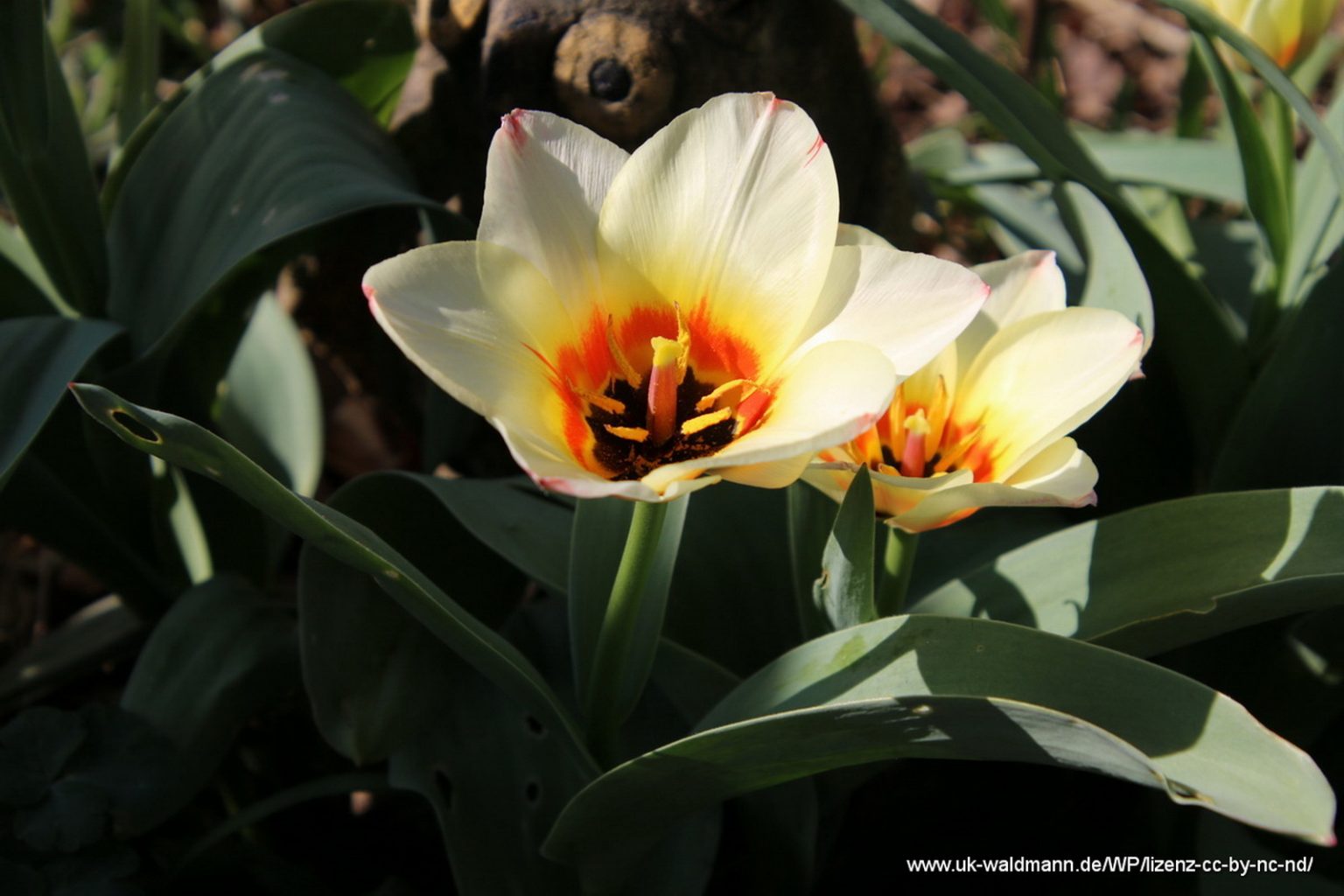 Greigii-Tulpen
