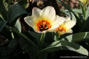 Greigii-Tulpen