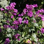 Silberblatt