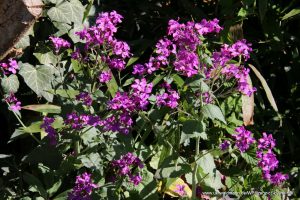 Silberblatt