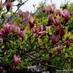 Purpur-Magnolie