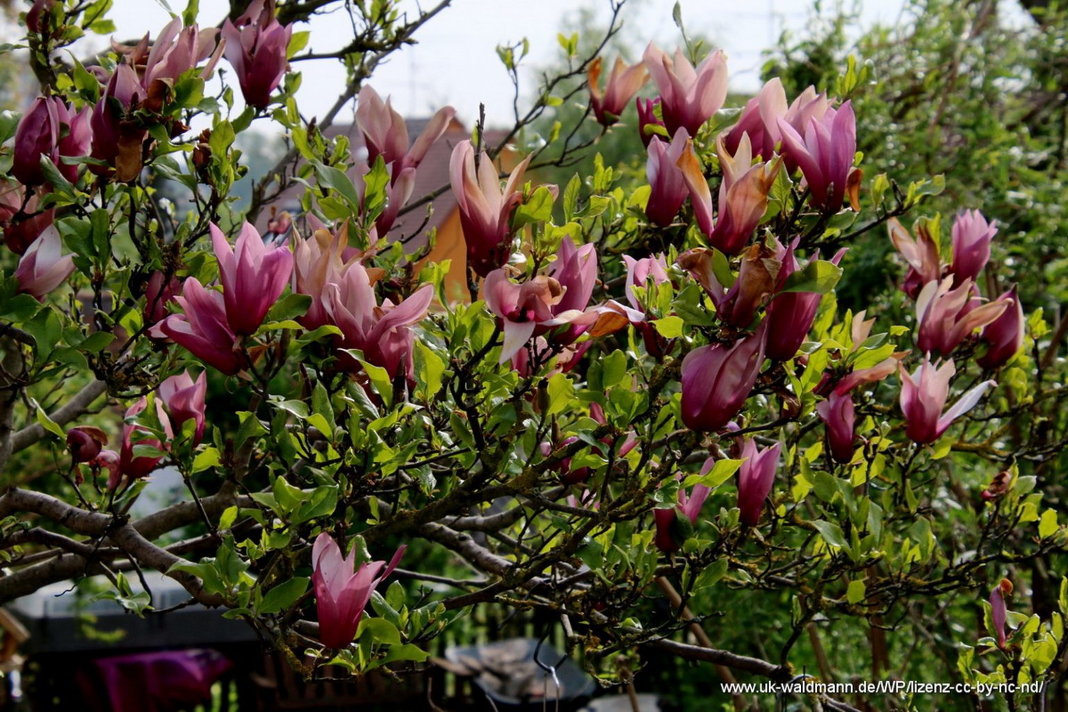 Purpur-Magnolie