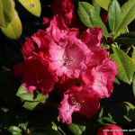Rhododendron
