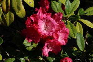 Rhododendron