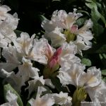 Rhododendron