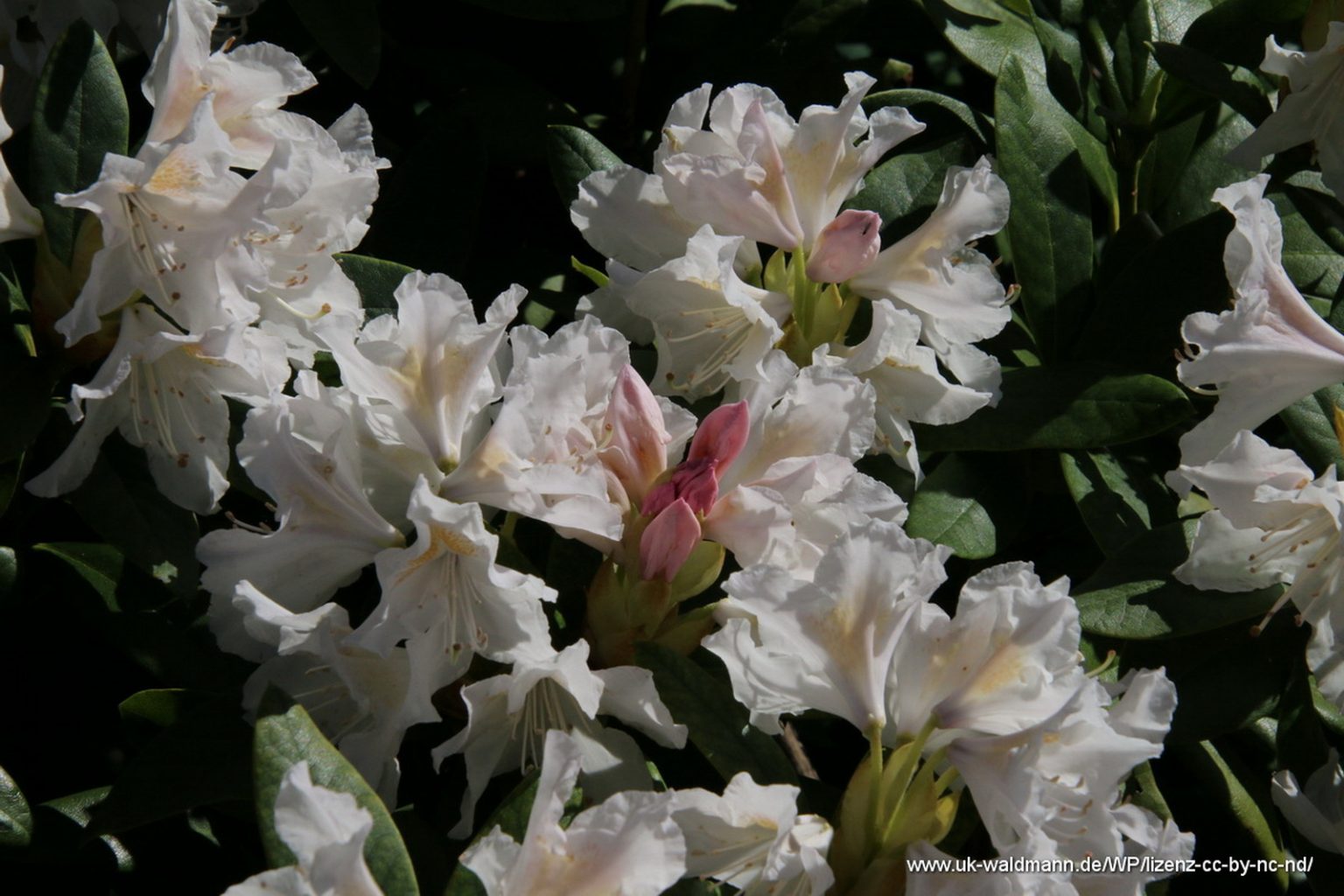 Rhododendron