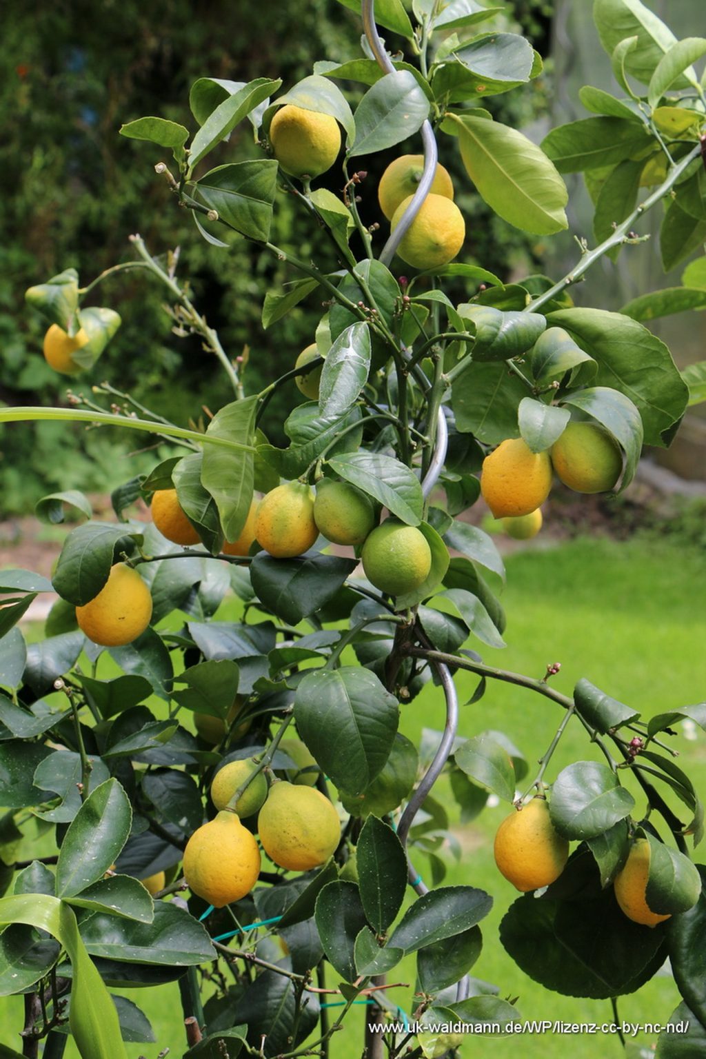 Zitronenbaum als Kübelpflanze auf unserer Terrasse