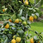 Zitronenbaum als Kübelpflanze auf unserer Terrasse