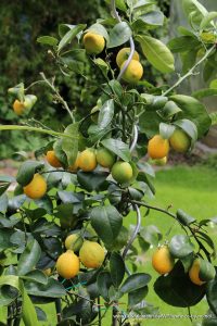 Zitronenbaum als Kübelpflanze auf unserer Terrasse