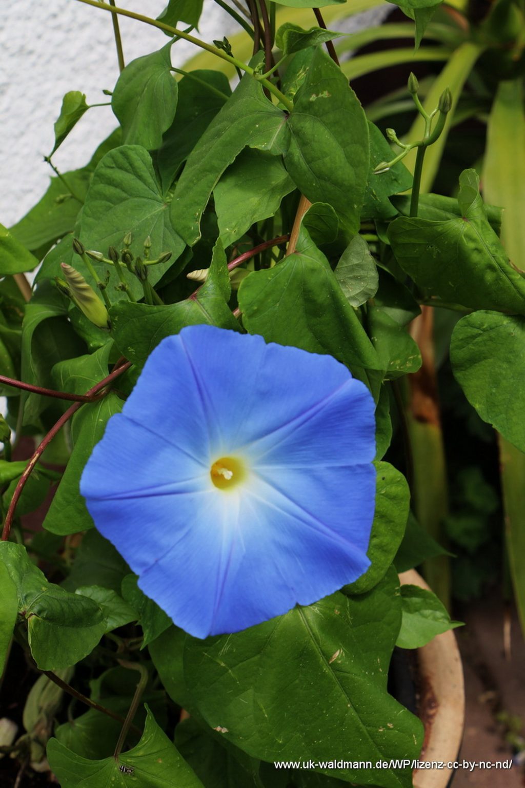 Himmelblaue Prunkwinde