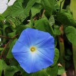 Himmelblaue Prunkwinde