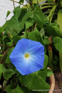 Himmelblaue Prunkwinde