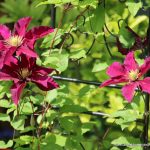 Clematis (Waldrebe)
