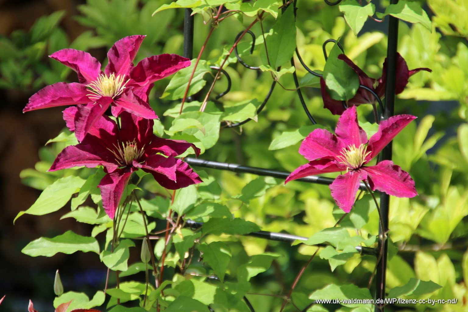 Clematis (Waldrebe)