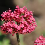 Rote Spornblume