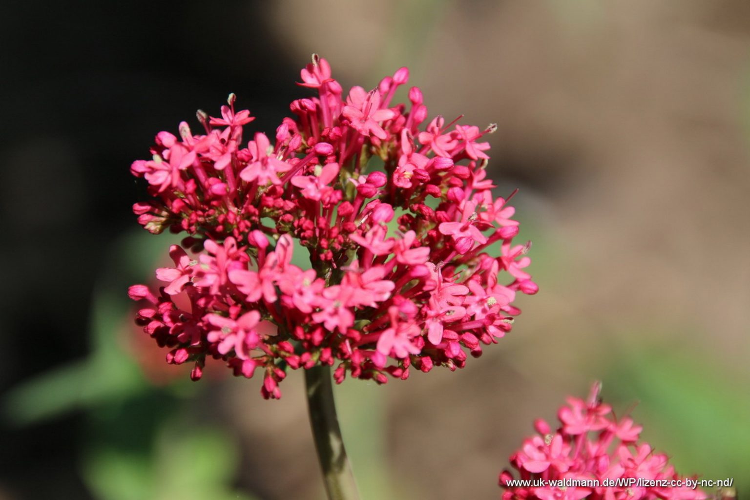 Rote Spornblume
