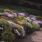 Astern und Chrysanthemen