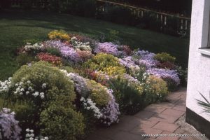 Astern und Chrysanthemen