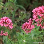Rote Spornblume