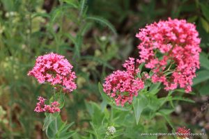Rote Spornblume