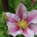 Clematis florida,