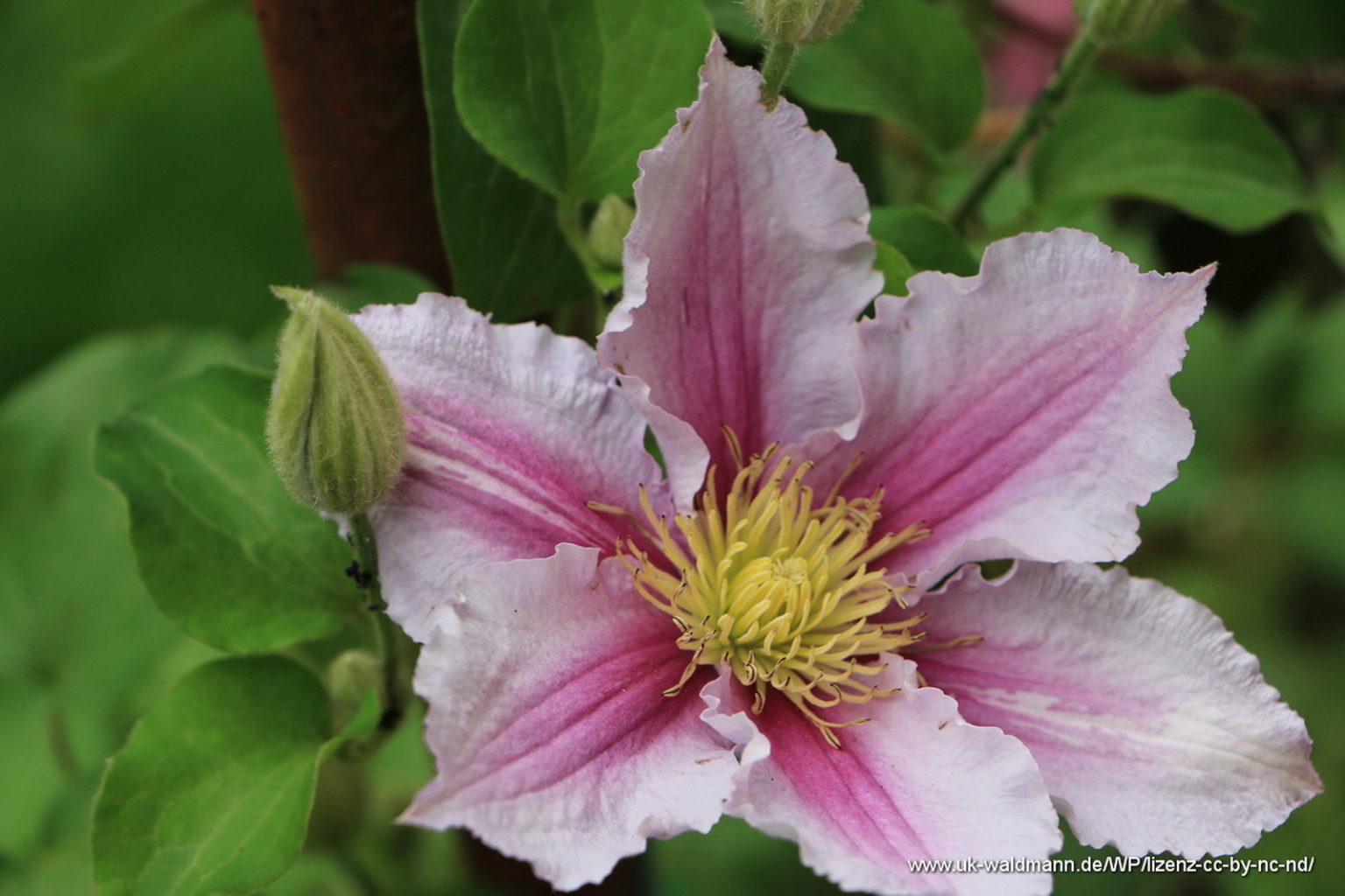 Clematis florida,