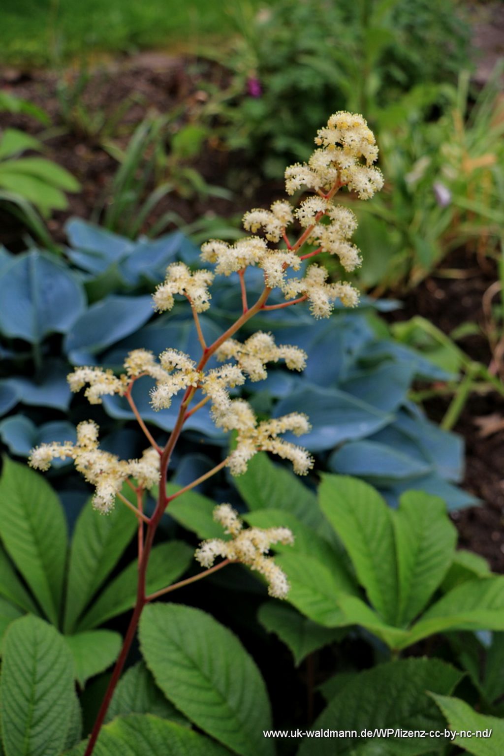 Kastanienblättriges Schaublatt (Rodgersia aesculifolia).