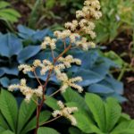 Kastanienblättriges Schaublatt (Rodgersia aesculifolia).