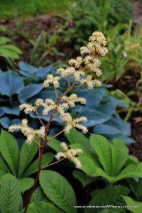Kastanienblättriges Schaublatt (Rodgersia aesculifolia).