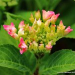 Gartenhortensie