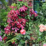 Bepflanzung mit Fingerhut, Clematis, und Rosen