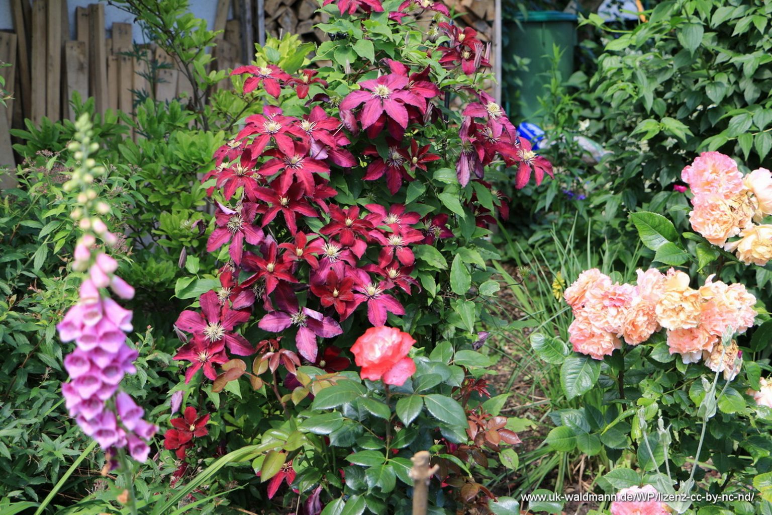 Bepflanzung mit Fingerhut, Clematis, und Rosen