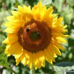 Sonnenblume mit Biene