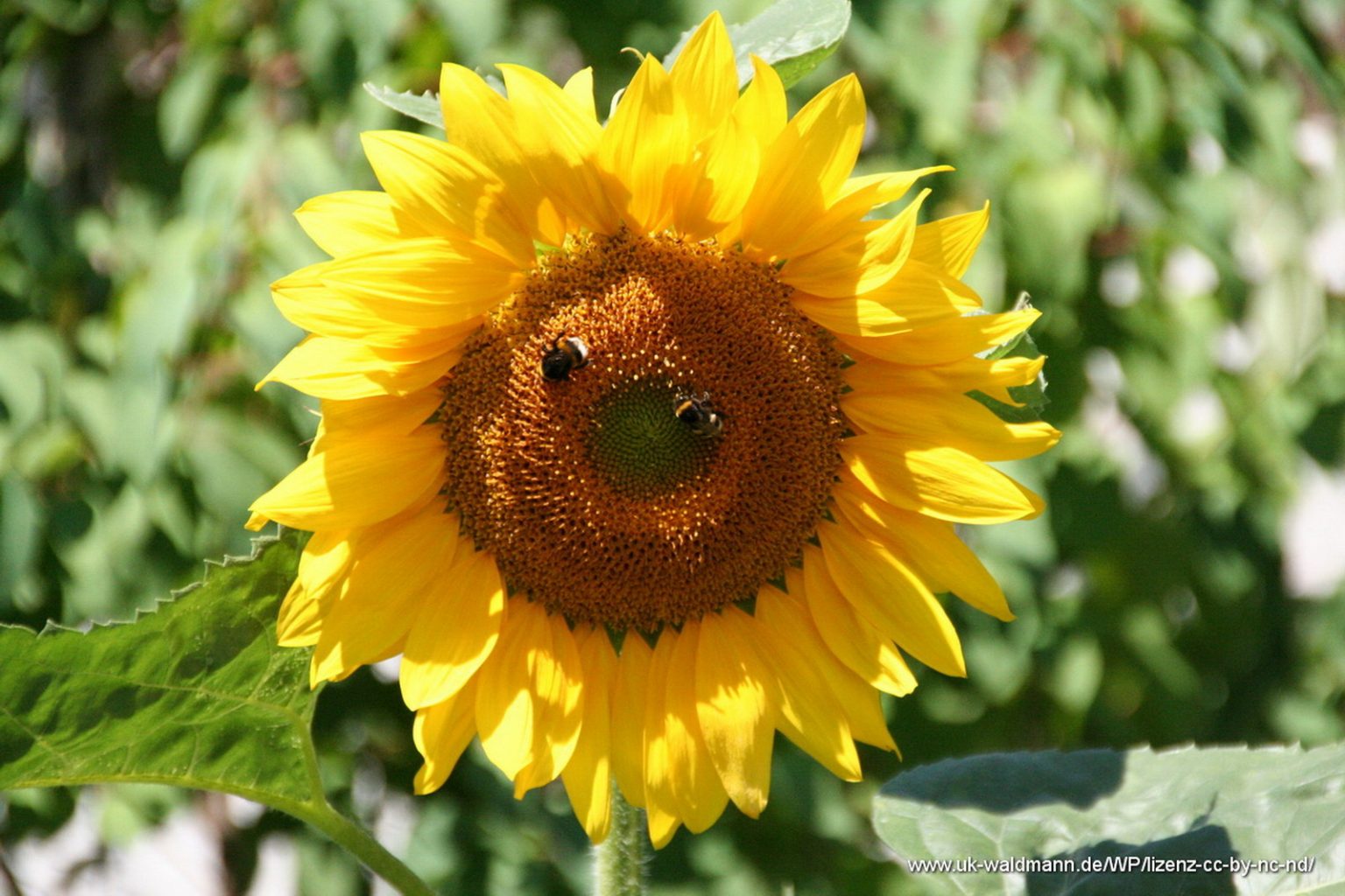 Sonnenblume mit Biene