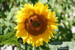 Sonnenblume mit Biene