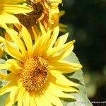 Sonnenblume mit Biene