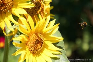 Sonnenblume mit Biene