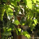 Weinrebe mit grünen Weintrauben