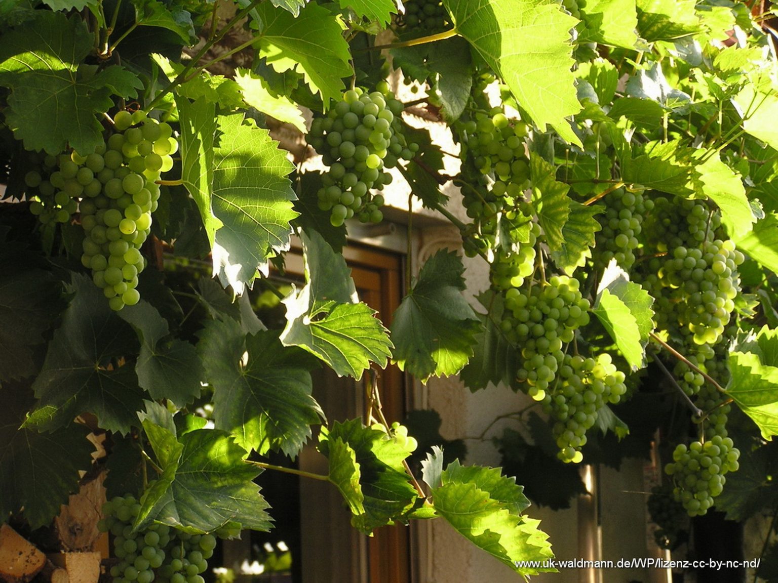 Weinrebe mit grünen Weintrauben