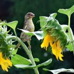 Grünfink an Sonnenblume