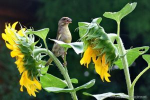 Grünfink an Sonnenblume