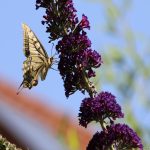 Schwalbenschwanz Schmetterling an Schmetterlingsflieder