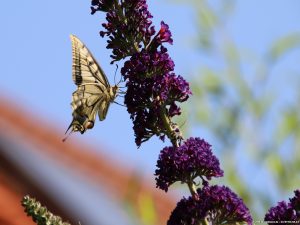 Schwalbenschwanz Schmetterling an Schmetterlingsflieder